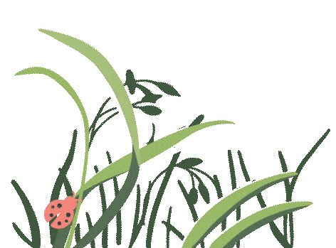 ladybug in grass
